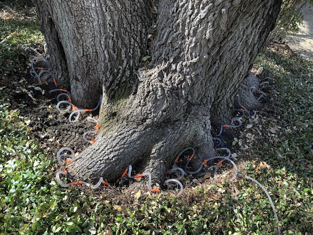 Detailed Tree Cabling and Bracing job site in Tire Hill