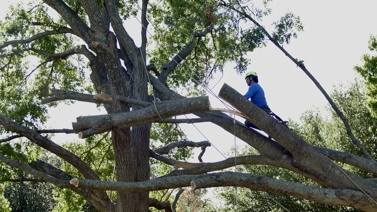 Professional Hazardous Tree Removal performed by certified arborists in Tire Hill
