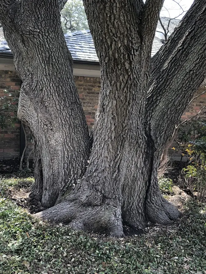 Mature heritage tree close to a Tire Hill property cared for by certified arborists